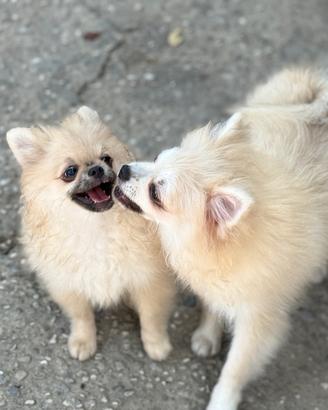 Cucciole volpine Spitz di pomerania nano