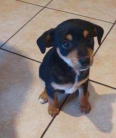 Piccolo dolce pincher medio