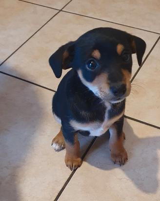 Piccolo dolce pincher medio