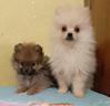 cuccioli-spitz-nano