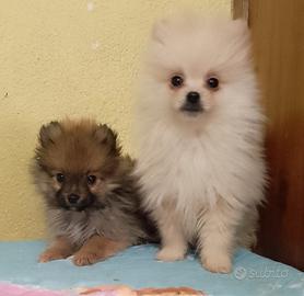 Cuccioli Spitz nano