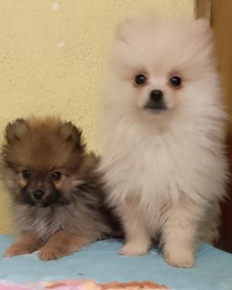 Cuccioli Spitz nano