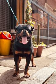 Rottweiler 20 mesi per monta