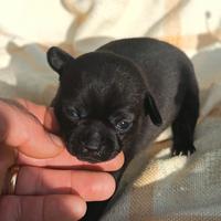 Dolcissimi chihuahua cuccioli