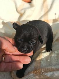 Dolcissimi chihuahua cuccioli