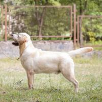 Labrador retriever disponibile per monte