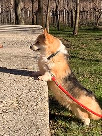Femmina Welsh Pembroke Corgi