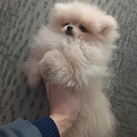Spitz di pomerania