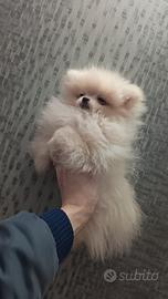 Spitz di pomerania
