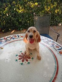 Cane setter inglese
