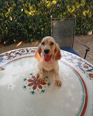 Cane setter inglese