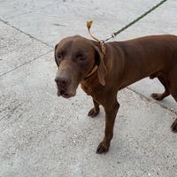 Cane da caccia Bracco pero