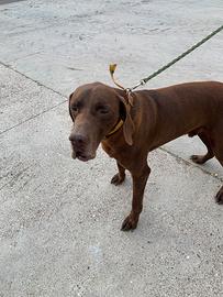 Cane da caccia Bracco pero