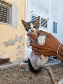 Gattini
