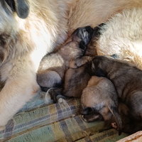 Cuccioli di pastore del caucaso