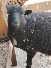 Pecore Nane Ouessant