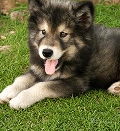Cucciola di alaskan malamute