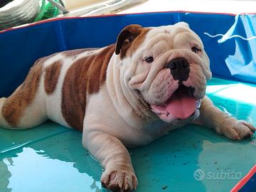 Bulldog inglese accoppiamento