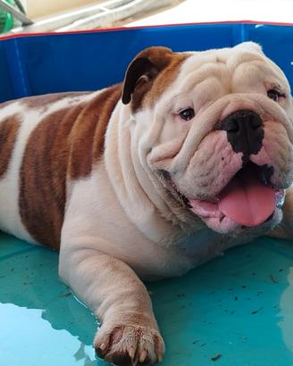 Bulldog inglese accoppiamento