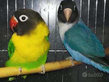 Coppia insep mascherato verde x cobalto