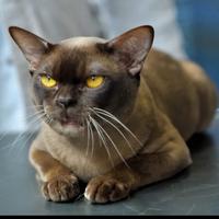 Gatto Burmese