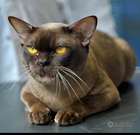 Gatto Burmese