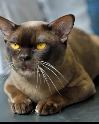 Gatto Burmese