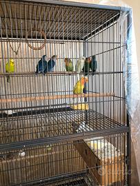 Pappagalli inseparabili