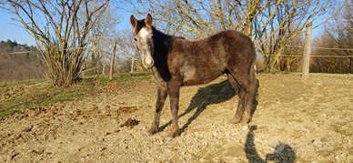 Puledro quarter pronto doma