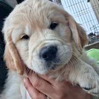 Ultima cucciola golden retriever