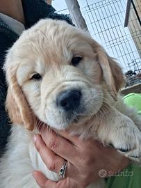 Ultima cucciola golden retriever