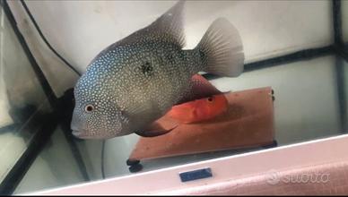 Texas x blood parrot