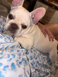 Cucciola bulldog francese 4 mesi