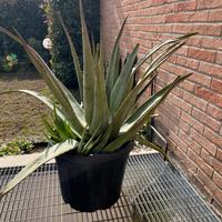 Pianta aloe vera