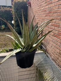 Pianta aloe vera