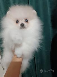 Spitz tedesco nano