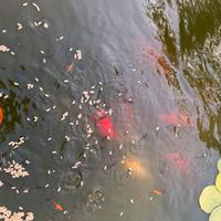 Avannotti pesci per laghetto