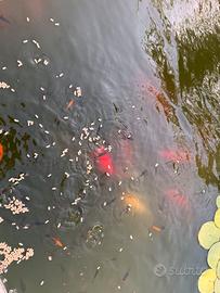 Avannotti pesci per laghetto