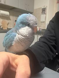 Pappagallo Parochetto monaco