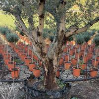 Cycas e olivi secolari