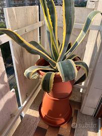 Pianta Agave, dimensione GRANDE