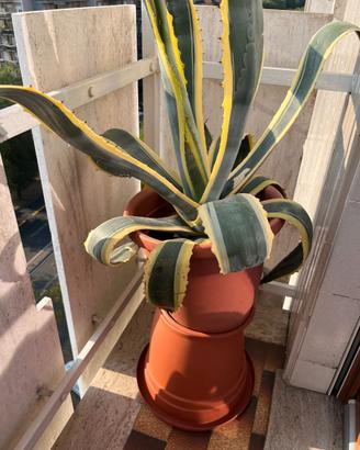 Pianta Agave, dimensione GRANDE