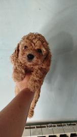 Barboncino Toy