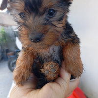 York shire Toy originali