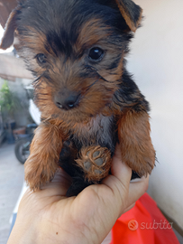 York shire Toy originali