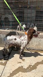 Cuccioli Setter