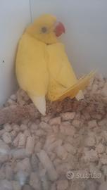 Piccoli parrocchetti dal collare
