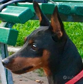 Pinscher cuccioli nano toy e toy