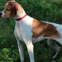 Pointer Inglese pronta caccia