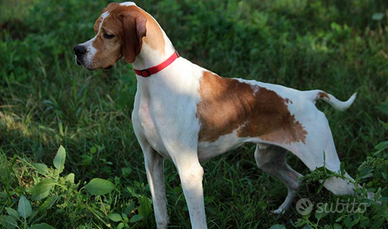 Pointer Inglese pronta caccia